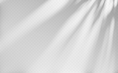 Abstract shadow overlay from tree branch on a transparent background.