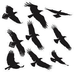 Collection of Raven Silhouettes Black Bird Flight Vector Illustrations