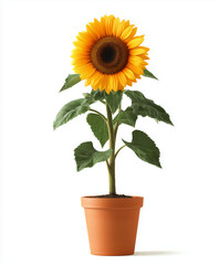 A vibrant sunflower in a terracotta pot against a clean white background showcasing its bright petals