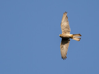 Common european Kestrel. Common Kestrel flying in the sky
