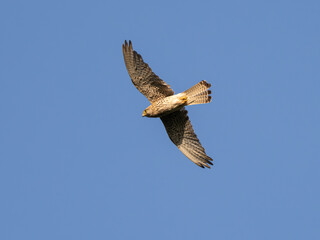 Common european Kestrel. Common Kestrel flying in the sky