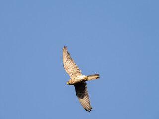 Common european Kestrel. Common Kestrel flying in the sky