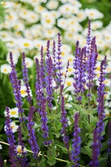 A perennial plant, a species of the genus Sage. There are chamomile flowers in the background.