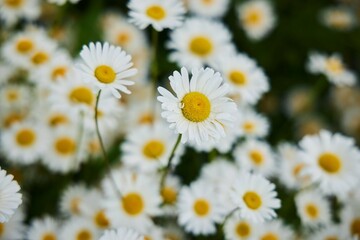 Fototapeta premium White chamomile flowers in a flower bed with a park