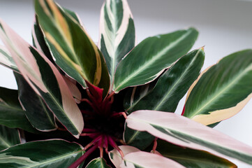Pink Green Ficus Leaves in a Pot