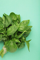 Raw green organic basil leaves on mint background.