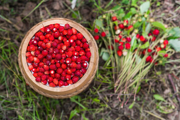 Many ripe wild strawberries in a wooden barrel in close-up. Fragrant, summer, wild berries.