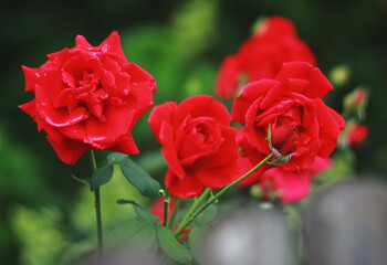 red roses, blooming flowers, garden, nature, floral, romantic, summer, beautiful, green background,...