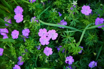 Geranium flowers in a flower bed with a park