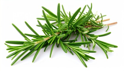 Fototapeta premium Fresh rosemary sprig on white background (3)
