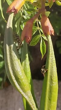 Gu&ecirc;pes sur une fleur de Bignone "Grenadine"