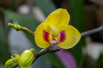 yellow orchid flower