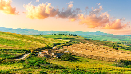 yellow agricultural field during sunset or sunrise with green wheat and rows and lines. Rustic...