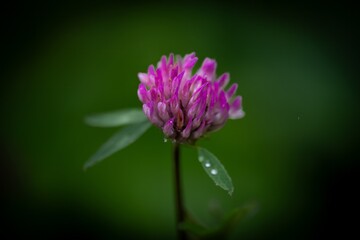 Red clover (Trifolium pratense)