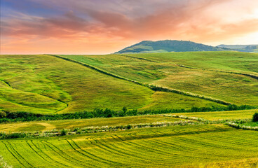picturesque sunset or sunrise in nice green and yellow shiny field with beautiful golden rows of...
