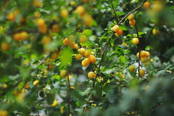 yellow plums, mirabelle, fruit tree, summer garden, organic fruits, fresh harvest, green leaves,...