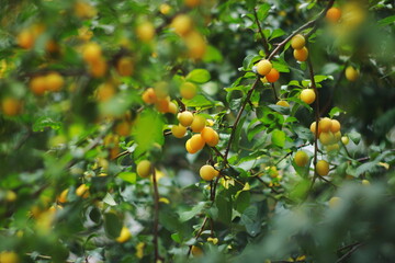 yellow plums, mirabelle, fruit tree, summer garden, organic fruits, fresh harvest, green leaves,...