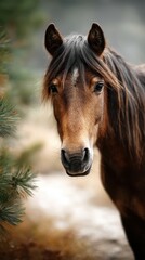 Majestic brown horse stands quietly in a natural setting surrounded by pine trees during the day