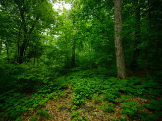 In summer forest at sunny day.
