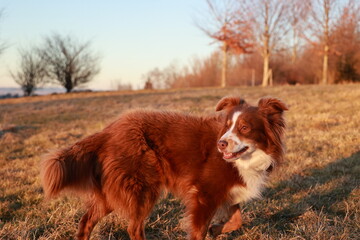 Brown and white dog is walking in a field