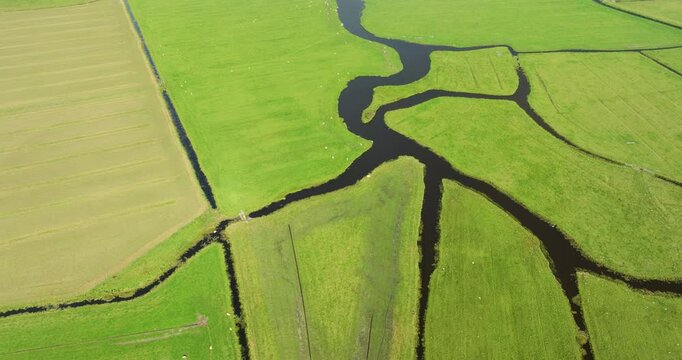 Aerial view of lush green fields with winding waterways and grazing livestock in meadow bird reserve Oosterveld, Limmen, Noord-Holland, Netherlands
