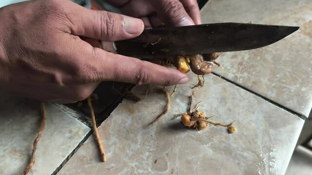 cleaning temu lawak or Curcuma xanthorrhiza