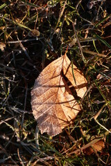 Leaf is on the ground with frost on it