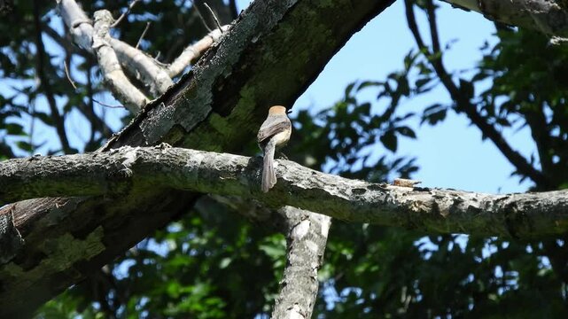 [4K] Japanese Shrike (Lanius bucephalus) Perched on a Tree in the Hakkoda Foothills 【4K】八甲田山麓の木にとまるモズ（百舌）の風景 野鳥観察と生態映像 撮影日：20250628-1