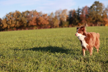 A brown and white dog is standing in a grassy field