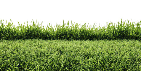 Obraz premium Lush green grass texture on transparent background