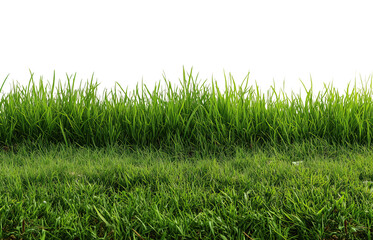 Obraz premium Lush green grass flourishes against png transparent background