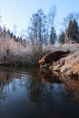 Brown dog is drinking water from a pond