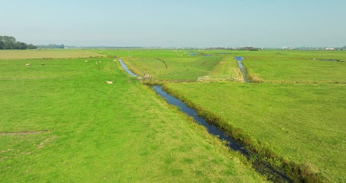 Aerial view of lush green fields with winding waterways and grazing livestock in meadow bird reserve Oosterveld, Limmen, Noord-Holland, Netherlands