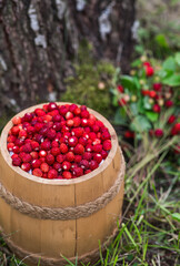 Many ripe wild strawberries in a wooden barrel in close-up. Fragrant, summer, wild berries.
