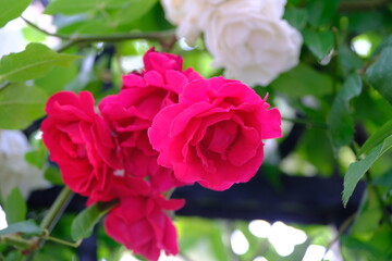Red and white roses on the branches of a rose bush, close-up. Gardening, flower care. Rose bush leaves. Decorative background.