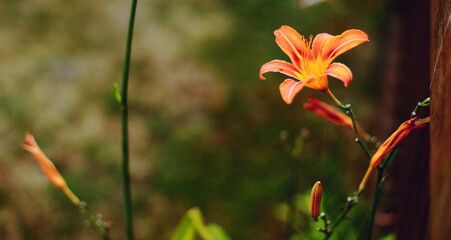 Fototapeta premium orange lily flower, daylily, blooming flower, close up, shallow depth of field, green background, garden flower, macro nature, summer flower, soft focus, floral photography, botany, vibrant colors