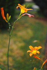 Obraz premium orange lily flower, daylily, blooming flower, close up, shallow depth of field, green background, garden flower, macro nature, summer flower, soft focus, floral photography, botany, vibrant colors