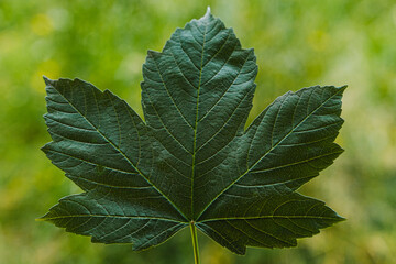 close up of green leaf