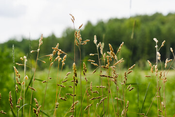 grass in the wind