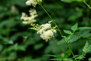 white flowers on a green background