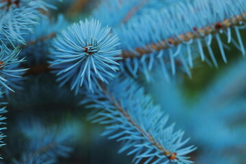 blue spruce, pine needles, close up, macro, evergreen tree, conifer branch, nature background, soft...