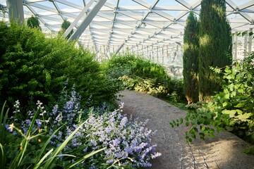 Catnip flowers in the indoor park near the path. Summer landscaping