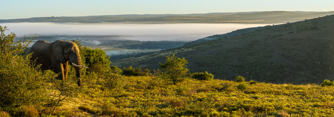 An African bush elephant (Loxodonta africana) in its natural habitat near Gqeberha (Port Elizabeth), Eastern Cape, South Africa. Captured in the wild, showcasing the majesty of African wildlife.