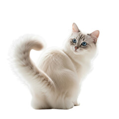 Obraz premium Beautiful fluffy white cat with striking blue eyes looking over its shoulder
