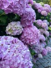 pinky purple hydrangea flowers