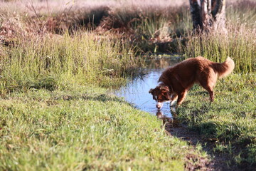 A dog is drinking water from a stream in a grassy field