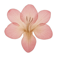PNG Delicate pink flower illustration