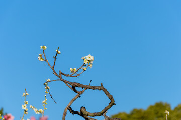 青空を背景に咲く白梅