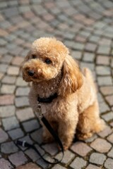 Poodle dog on cobblestone path