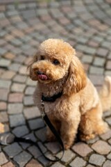 Adorable poodle on cobblestone pavement.